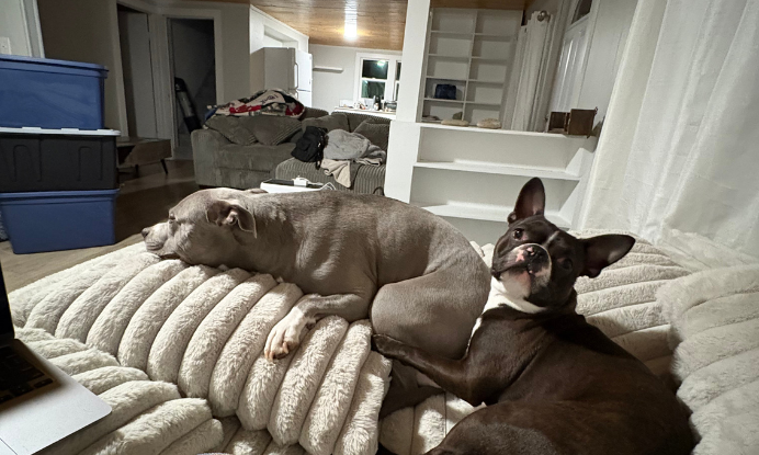 Two dogs resting together on a beige blanket in a cozy living room. A grey pit bull is lying down with its head on the blanket, and a black‑and‑white Boston terrier is beside it looking at the camera. The background shows a lived‑in space with a couch, blankets, and shelves.